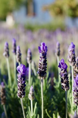 IMG_4807